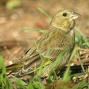 European Greenfinch