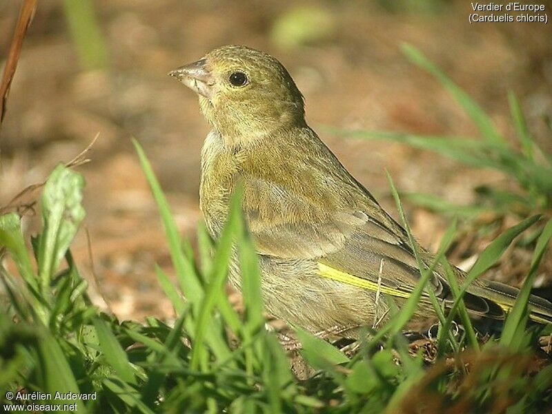 European Greenfinch