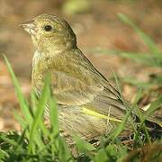 European Greenfinch