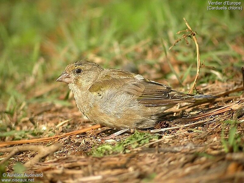 European Greenfinch