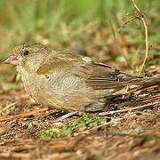 European Greenfinch