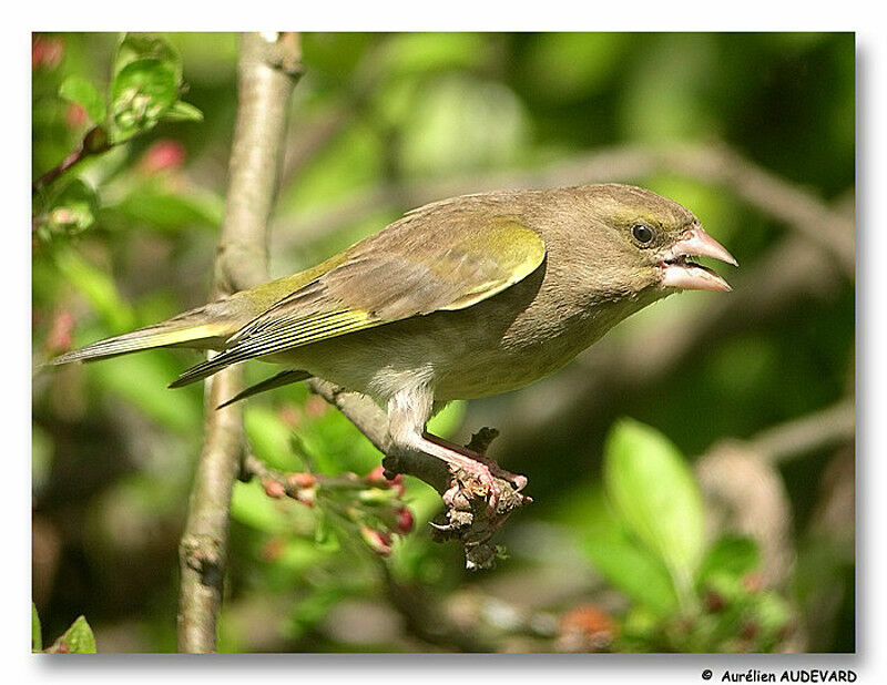 European Greenfinch