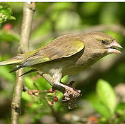 European Greenfinch