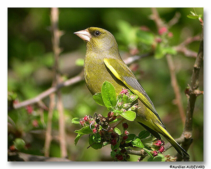 European Greenfinch