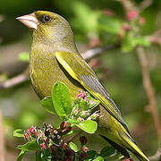 European Greenfinch