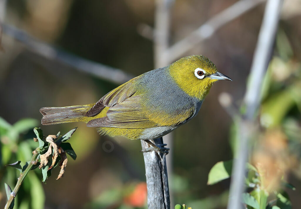 Zostérops à dos grisadulte, identification