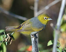 Silvereye