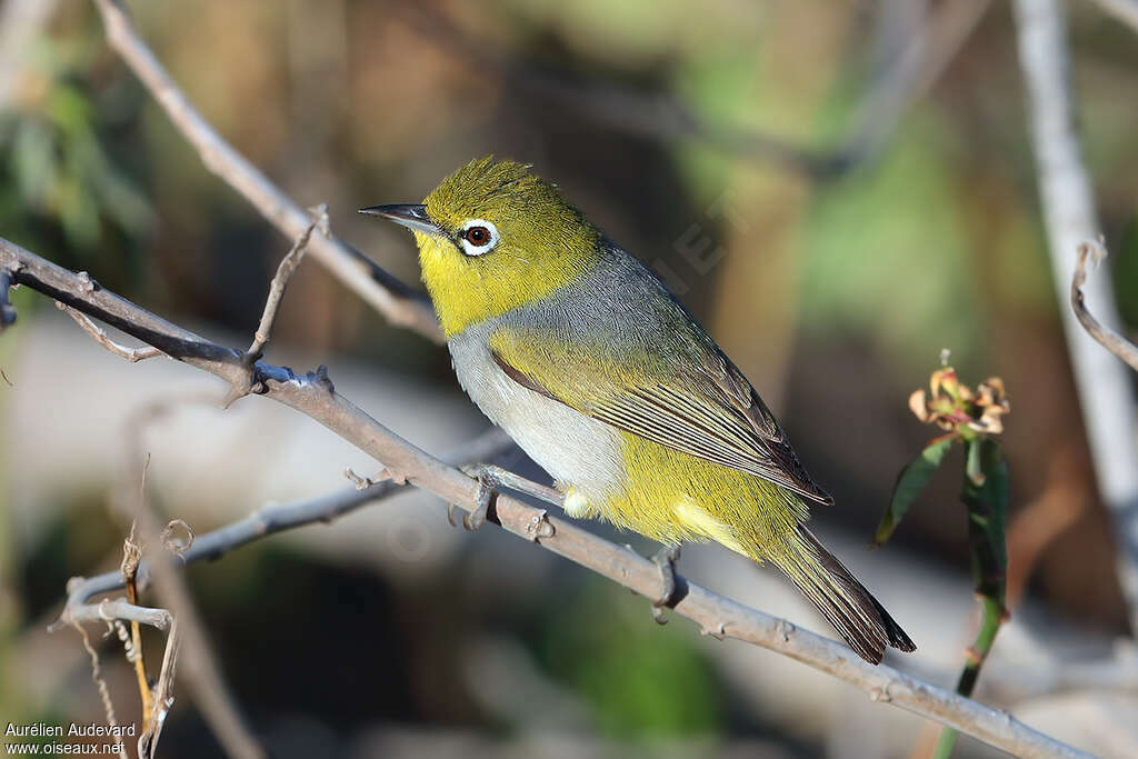 Silvereyeadult, identification