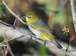 Silvereye