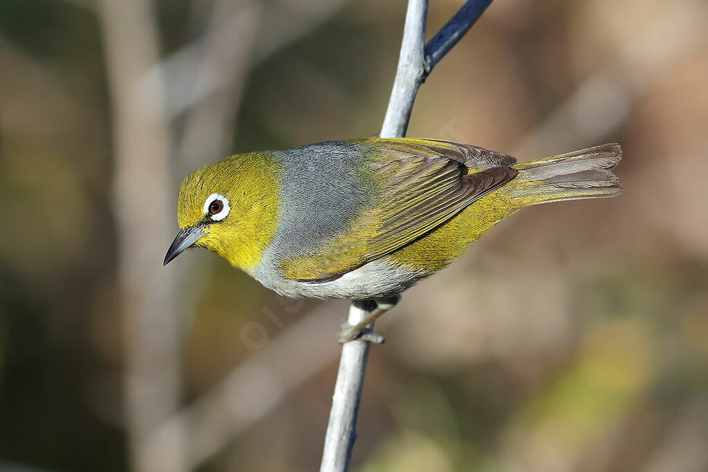 Zostérops à dos gris, identification