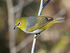 Silvereye