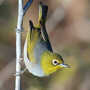 Silvereye