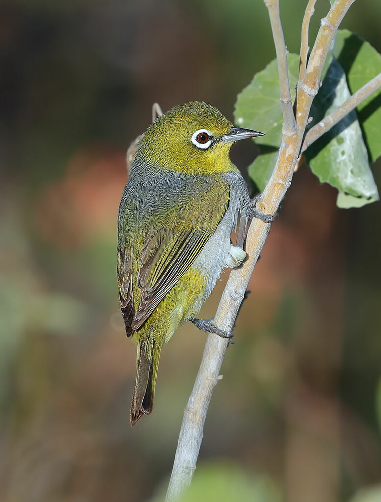 Silvereye, identification