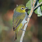 Silvereye