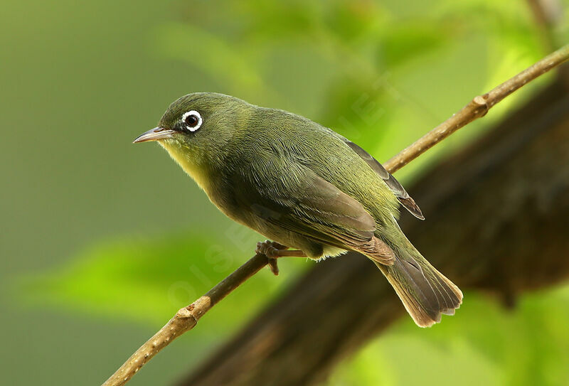 Abyssinian White-eyeadult