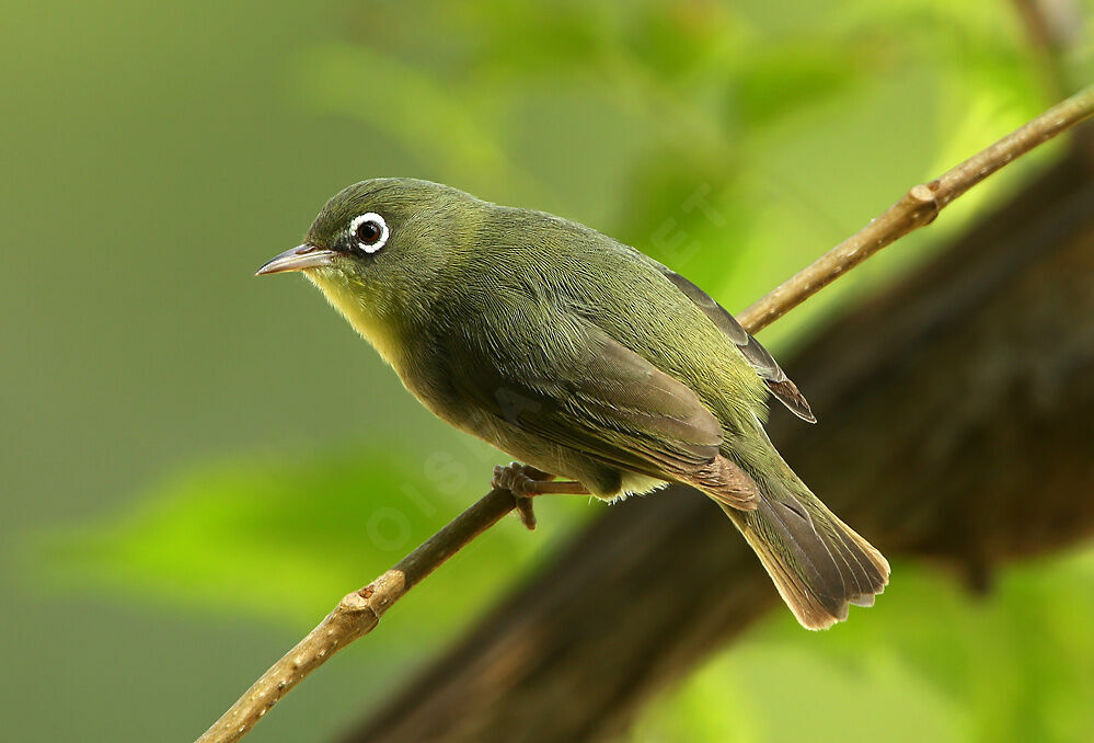 Zostérops d'Abyssinieadulte