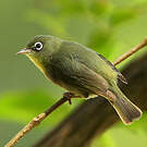 Zostérops d'Abyssinie