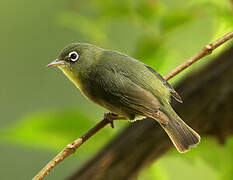 Abyssinian White-eye