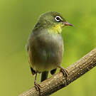 Zostérops d'Abyssinie