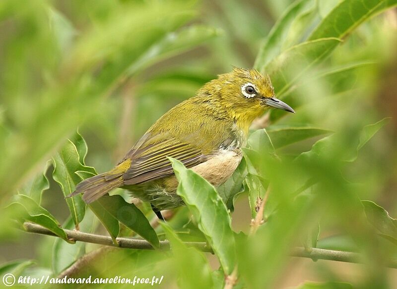 Warbling White-eye