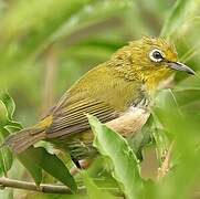 Warbling White-eye