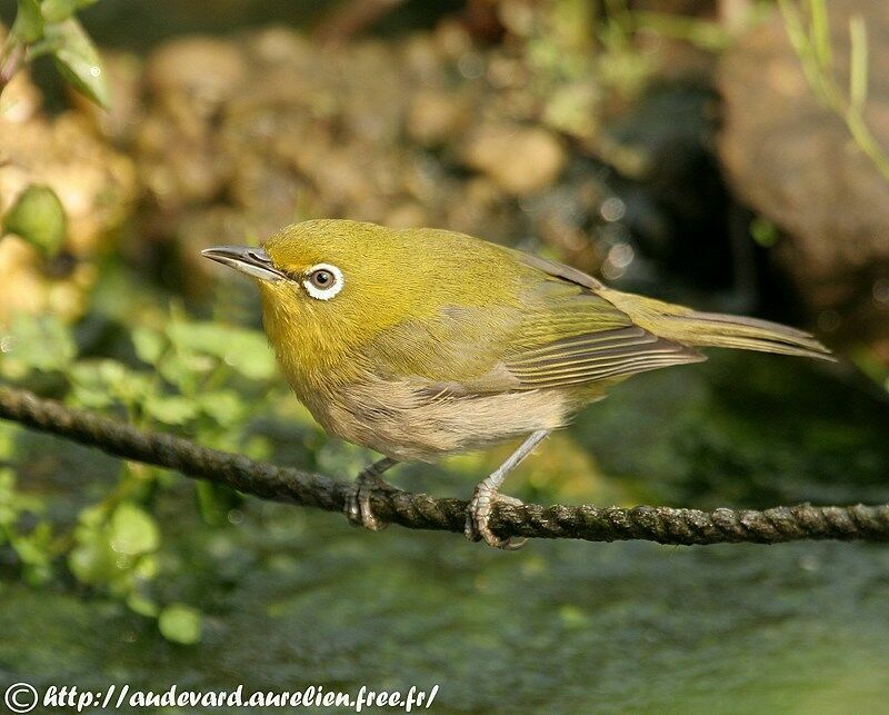 Warbling White-eye