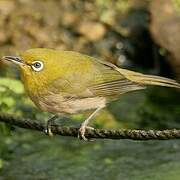 Warbling White-eye