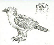 Philippine Eagle