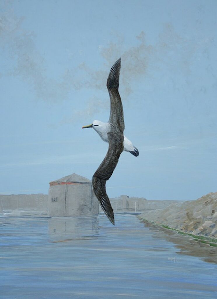 Albatros à nez jaune