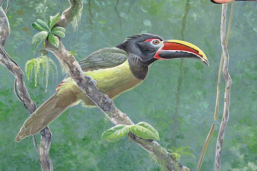 Green Aracari