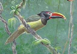 Green Aracari