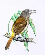 Bright-rumped Attila