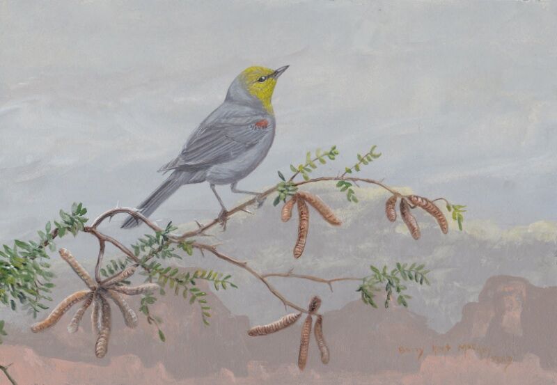 Auripare verdin