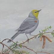 Verdin