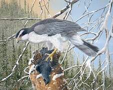 Northern Goshawk