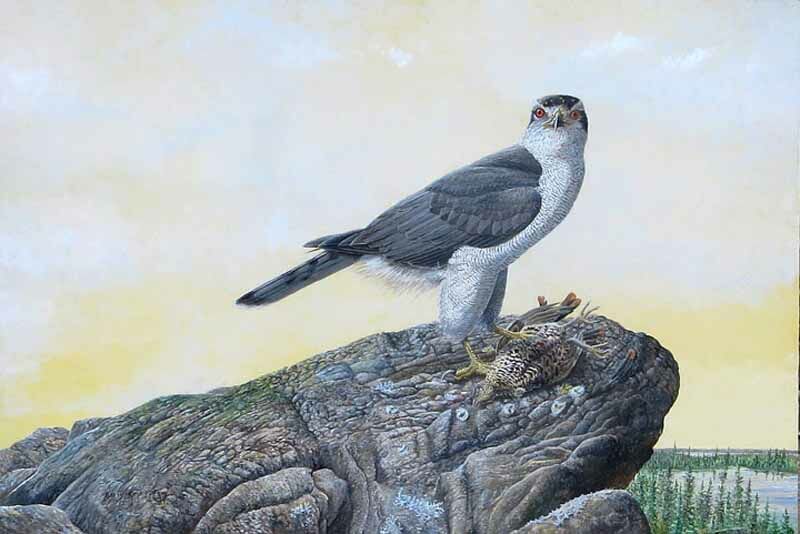 Eurasian Goshawk