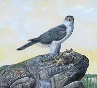 Eurasian Goshawk