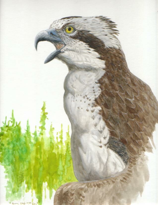 Western Osprey