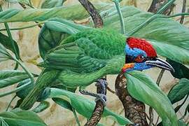 Red-crowned Barbet