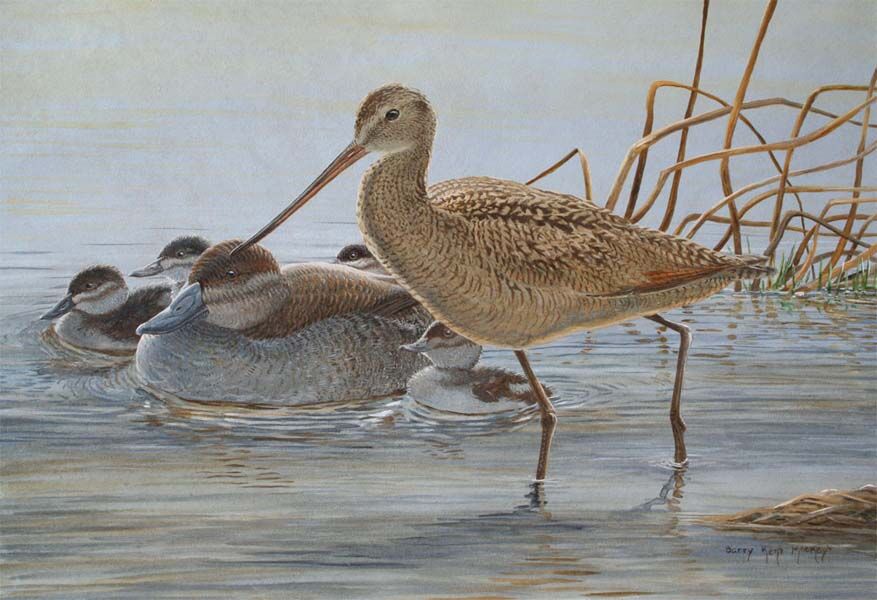 Marbled Godwit