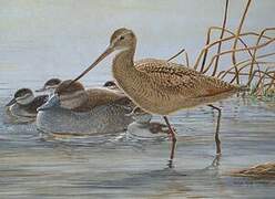 Marbled Godwit