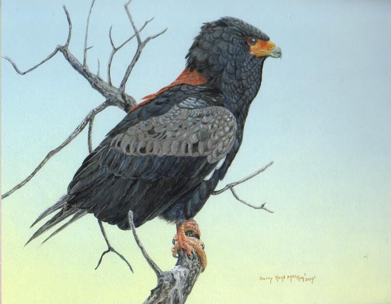 Bateleur