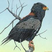 Bateleur