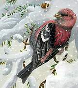 Two-barred Crossbill