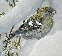 Two-barred Crossbill