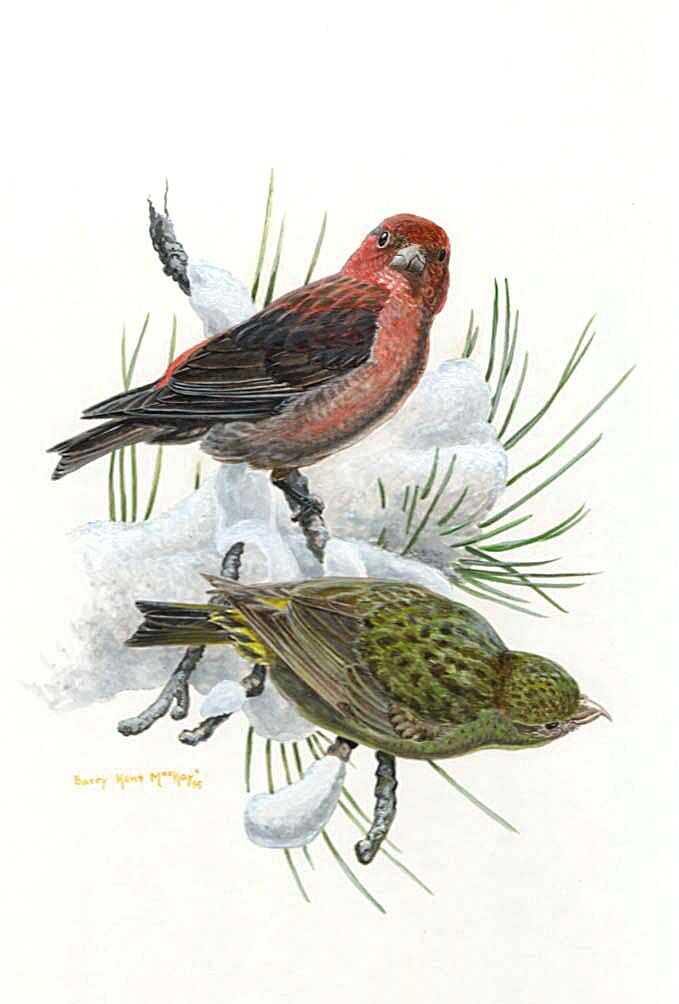 Red Crossbill