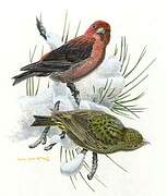 Red Crossbill