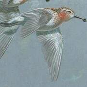 Spoon-billed Sandpiper