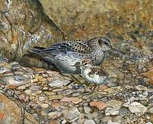 Purple Sandpiper