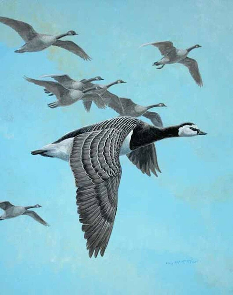 Barnacle Goose